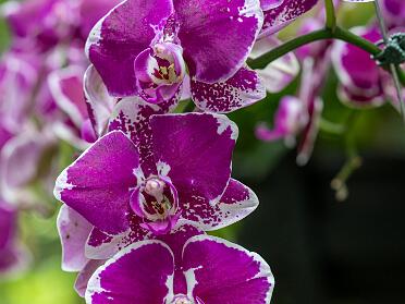 Botanical & Rose Gardens