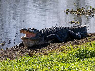 Orlando Christmas 2024